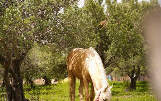 اجاره ویلا یک خوابه مِنشیل