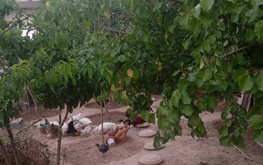 رزرو ویلا فلت ققنوس 2