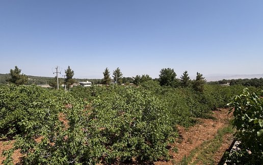 اجاره ویلا یک خوابه جنگلی بلوط 1