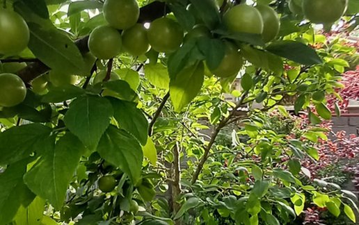 اجاره ویلا دوخوابه شهیدانی