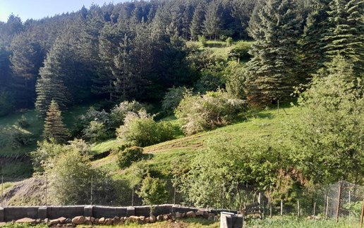 اجاره آپارتمان یک خوابه جنگلی امیر