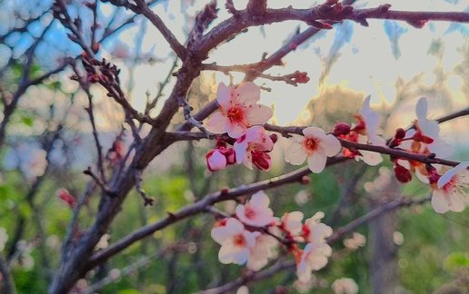 رزرو بوم گردی بومگردی دوسین - واحد ۱
