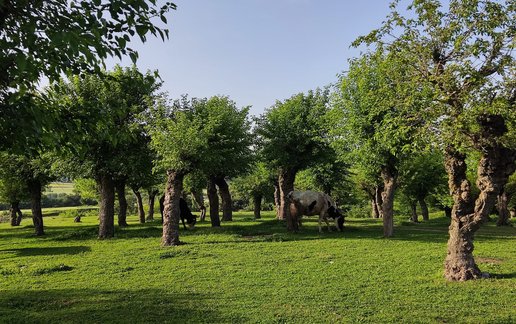 رزرو ویلا یک خوابه جنگلی صالح آباد