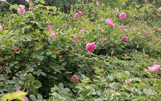 اجاره ویلا یک خوابه جنگلی طهورا