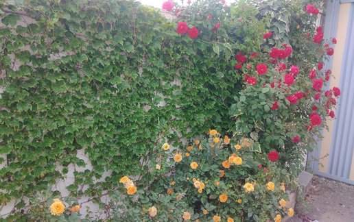 اجاره ویلا یک خوابه ایلیا