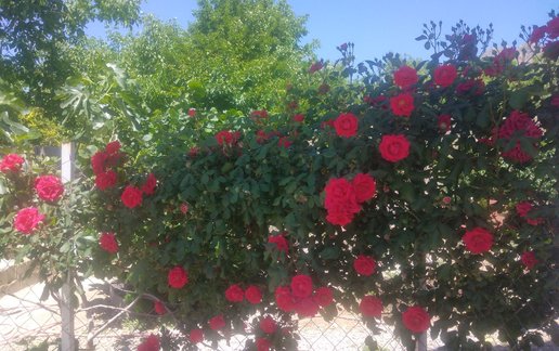 اجاره ویلا یک خوابه ایلیا