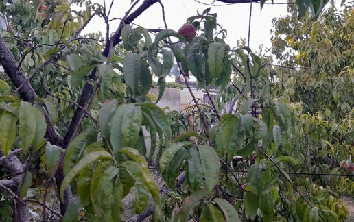 اجاره ویلا یک خوابه شقایق ۱