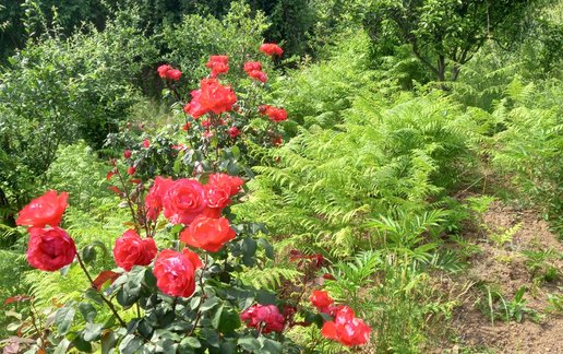 رزرو کلبه یک خوابه جنگلی بالی
