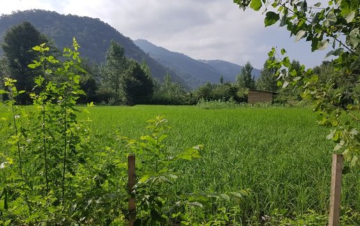 اجاره سوئیت یک خوابه جنگلی خورشید
