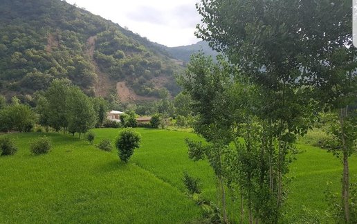 اجاره سوئیت فلت جنگلی خورشید