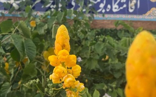 رزرو بوم گردی باغچه فرشته - واحد 1