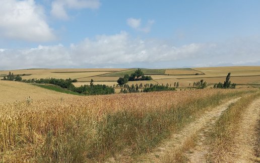 اجاره آپارتمان یک خوابه جنگلی فندقلو