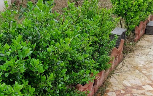 رزرو ویلا دوخوابه جنگلی جمالی