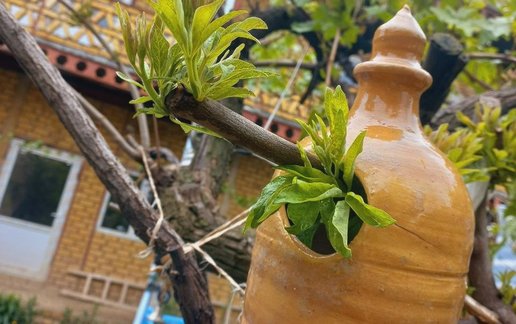 رزرو بوم گردی کوروش بزرگ نوخندان - واحد شاهیجان
