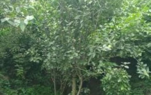 اجاره آپارتمان یک خوابه ستاره شمال لب رودخانه