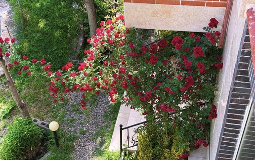 اجاره ویلا یک خوابه جنگلی نهال