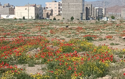 اجاره آپارتمان دوخوابه عابدی 2