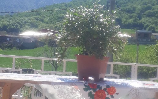 سوئیت فلت جنگلی حسینی 1