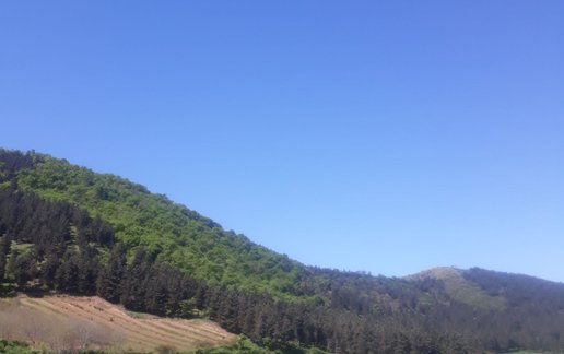 سوئیت فلت جنگلی حسینی 1