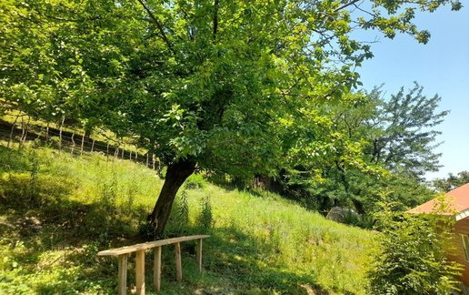 اجاره کلبه دوخوابه جنگلی طاسکوه 1