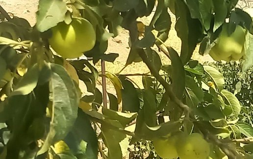 اجاره سوئیت ویلایی دوخوابه سراب فارسبان