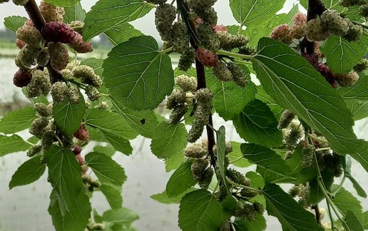 رزرو ویلا دوخوابه روستایی ناریکا