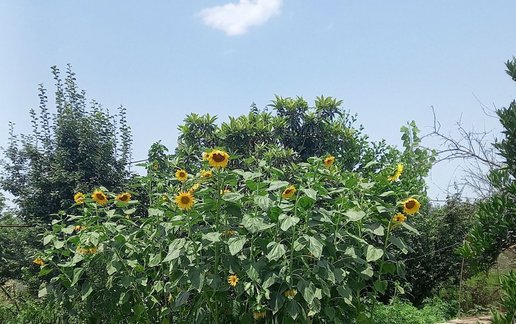 رزرو ویلا دوخوابه روستایی ناریکا