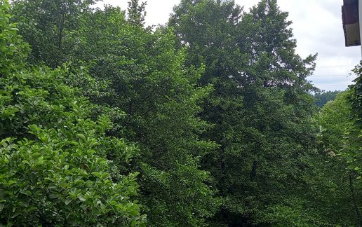 اجاره آپارتمان دوخوابه جنگلی گل نرگس 1