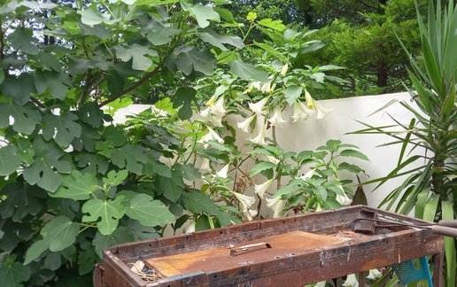 اجاره آپارتمان دوخوابه جنگلی گل نرگس 1