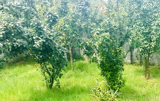 اجاره ویلا یک خوابه محمودی 3