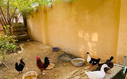 اجاره بوم گردی سرای مادربزرگ - واحد نخیلو