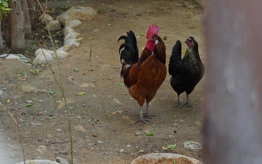 اجاره بوم گردی سرای مادربزرگ - واحد نخیلو