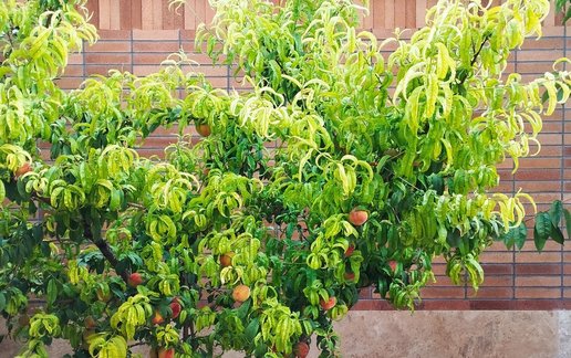 اجاره آپارتمان یک خوابه باغ مو