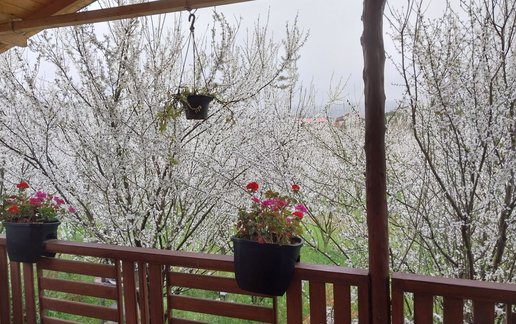 اجاره کلبه فلت باغ آلوچه