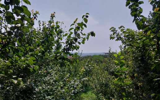 اجاره کلبه فلت باغ آلوچه