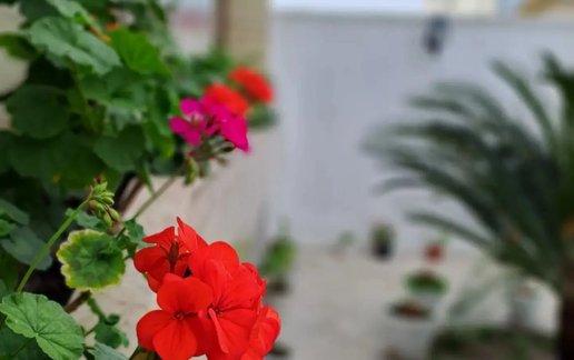 اجاره ویلا سه خوابه شمعدونی