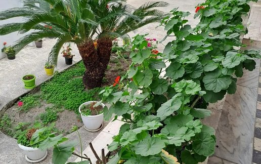اجاره ویلا سه خوابه شمعدونی