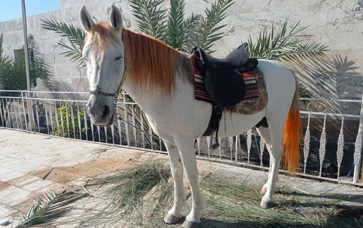 رزرو سوئیت فلت طالبی