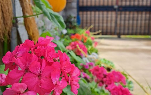 اجاره کلبه یک خوابه نهال