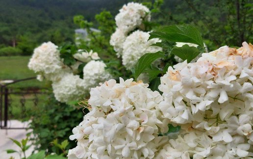 رزرو ویلا چهار خوابه سرمحمدی