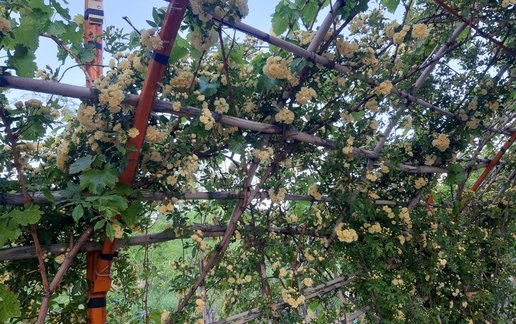 رزرو کلبه فلت کوهستانی ابشار