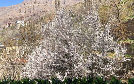 اجاره آپارتمان دوخوابه میگونی