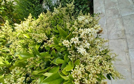 اجاره ویلا سه خوابه استخردار آبگرم نفیس ۸