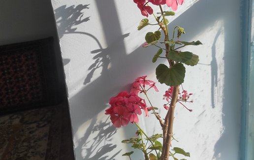 رزرو کلبه فلت زری نه نه