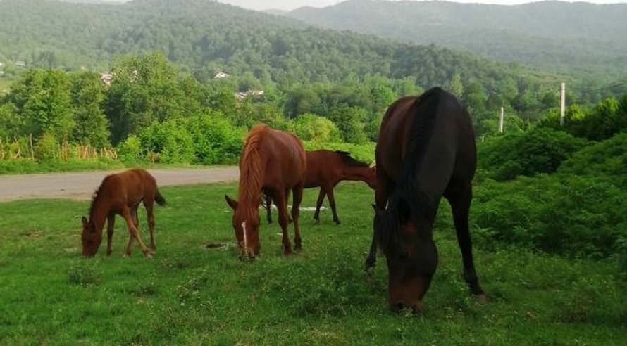 سوئیت یک تخت فلت گیو ٢ حلیمه جان