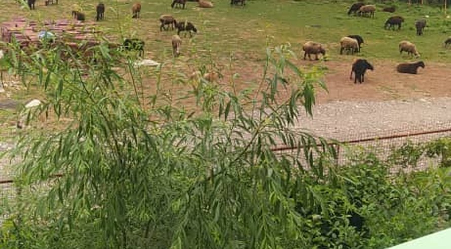 ویلا یک خوابه جنگلی زرجو