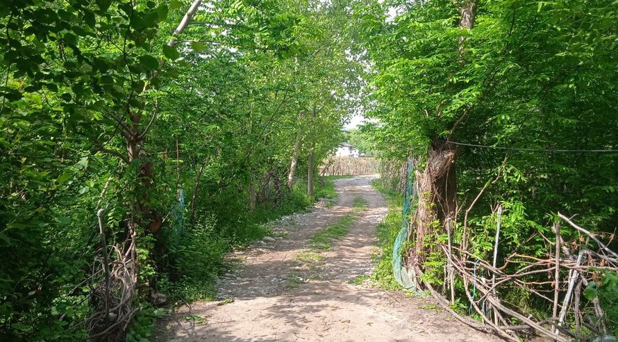 کلبه سوئیسی پدی