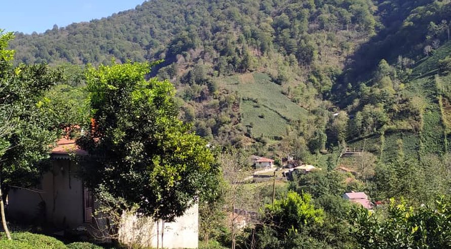 ویلا یک خوابه جنگلی باغ سیاه مزگی