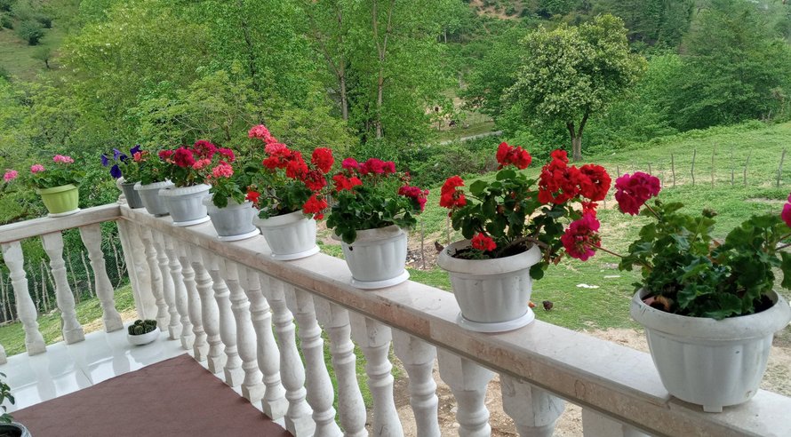 اجاره ویلا دوخوابه جنگلی گنجه ماسال