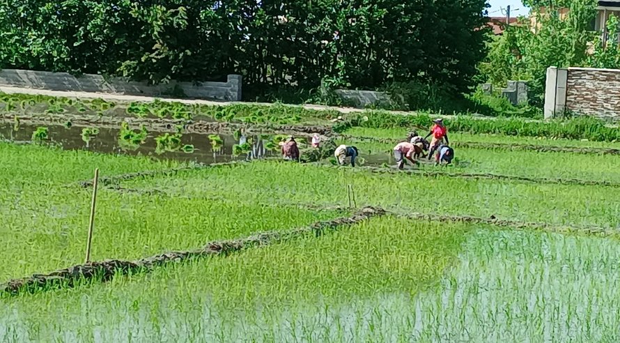 ویلا یک خوابه ترنج 8